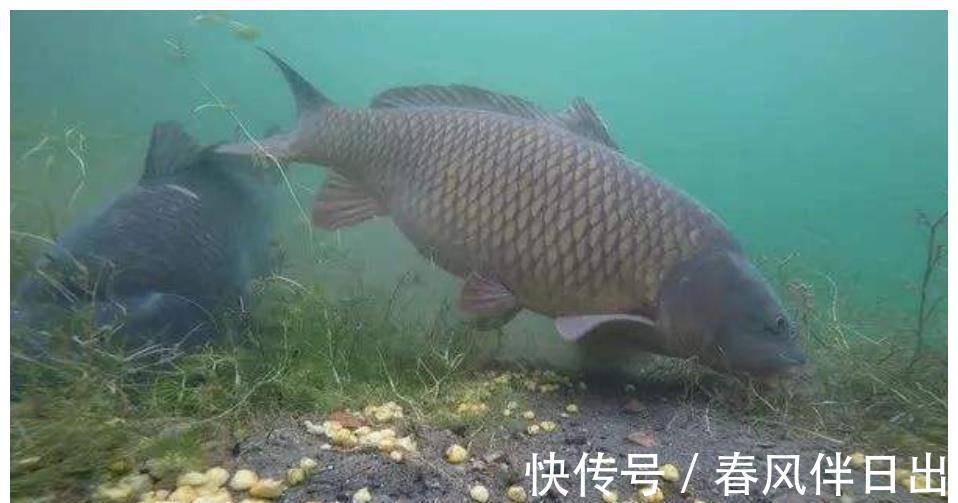 水域|盘点钓鱼圈中最应引起重视的3件事,很多钓友已中招