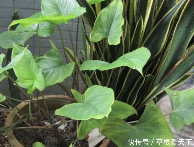 叶片|在路旁,有1种“千年健”叶片大,比车前草奇特,更是珍贵、值钱