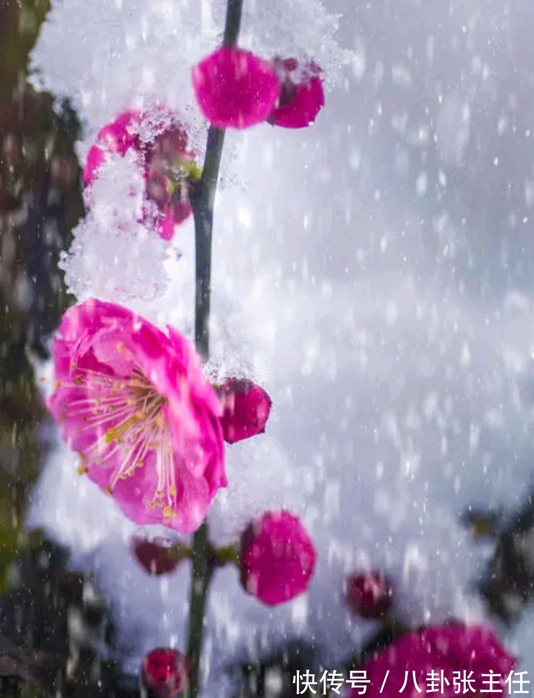 争锋$野渡征联:梅雪争锋春设局,征对下联