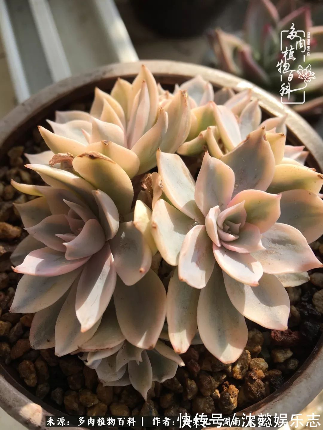 阳台党|邂逅多肉,爱折腾的阳台党,总能收获简单纯粹的快乐!