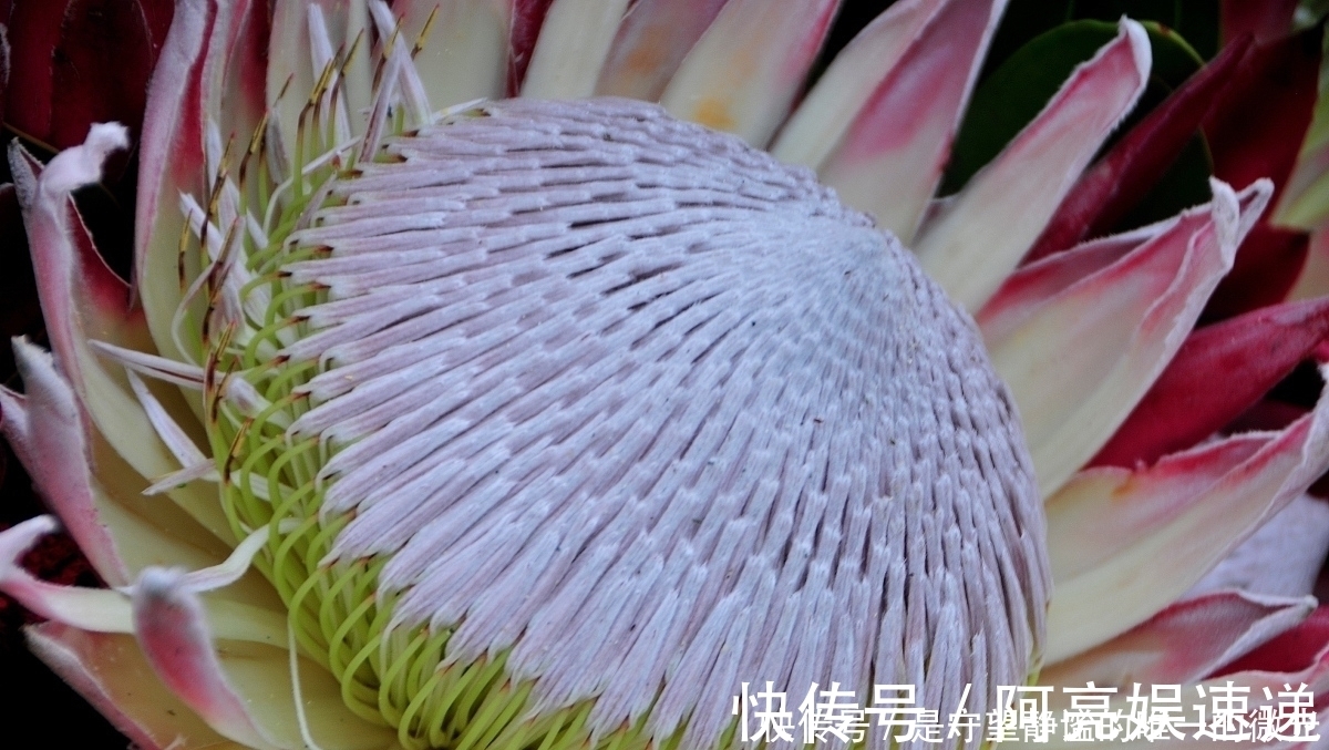 家里养盆帝王花,大气华丽,寓意事业蒸蒸日上,富贵吉祥