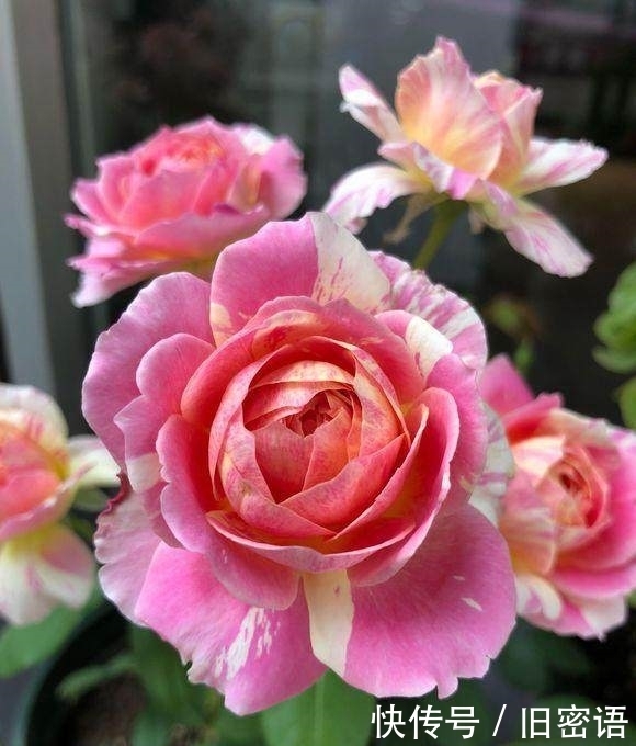 关键|被名字耽误的“香水花”,关键耐热无虫害,单朵能持续绽放小半季