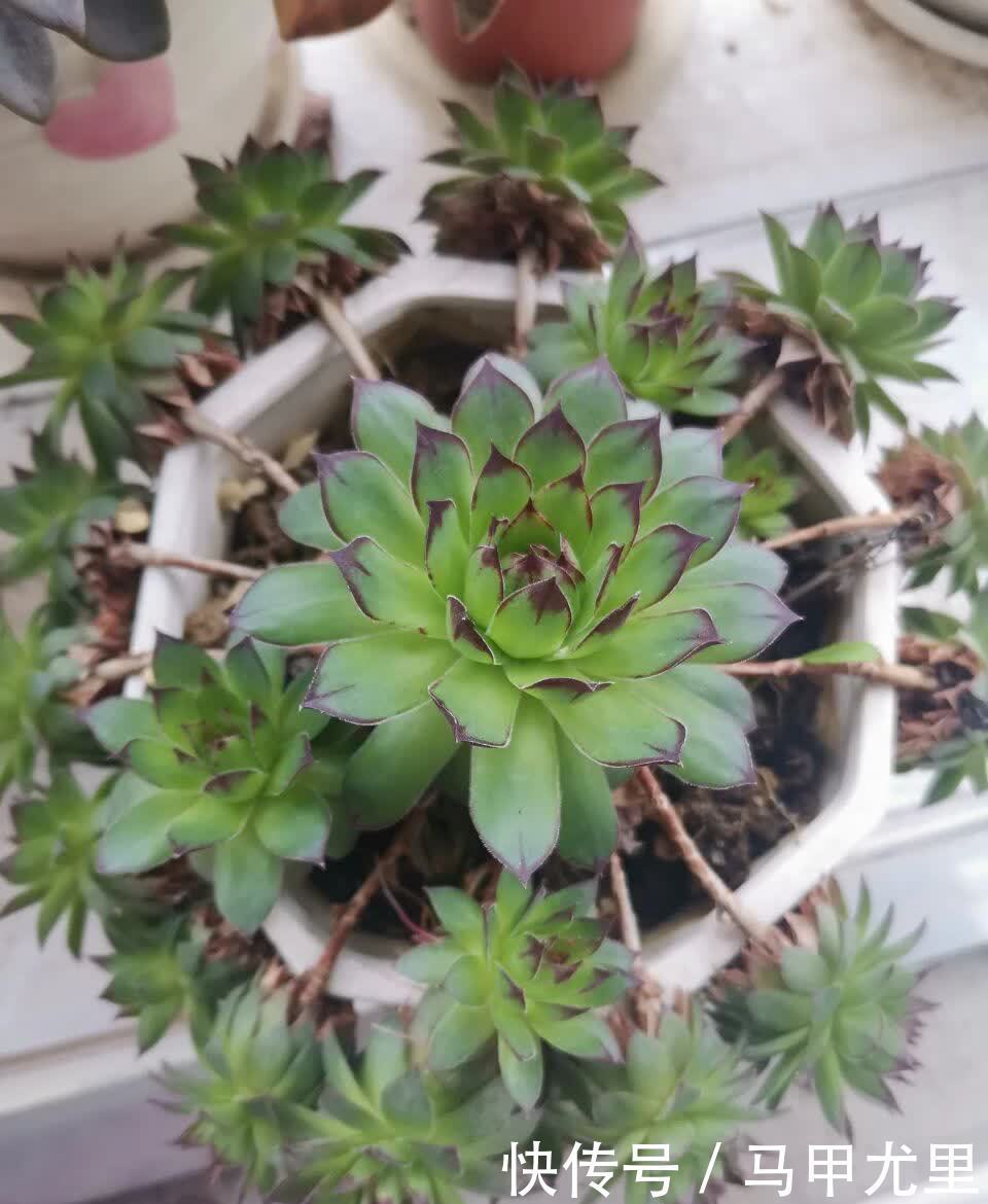 春天到了,观音莲这样养,小崽儿更多,长得更快更美