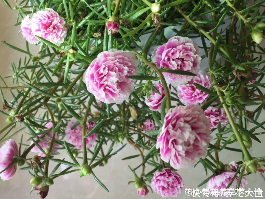 7种“落地生根”花，春天多插几棵，成活率特别高