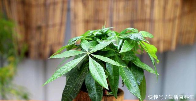 不管什么花都放在阳台上,太拥挤了,这几种花放在客厅寓意更佳