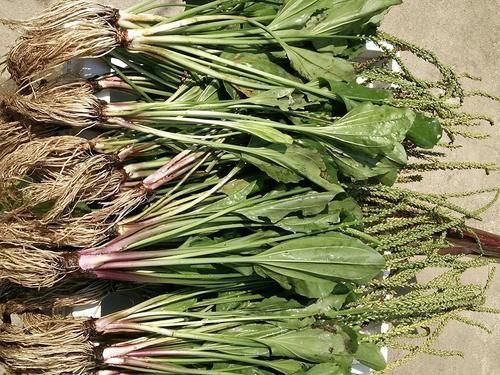 药用价值|这草长得像菠菜,既能喂鸽子又能当野菜,路边很多,采摘要趁早
