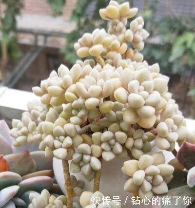 这“三多肉”都是爆崽王,上色快香气浓,2个月养成多头小胖墩!