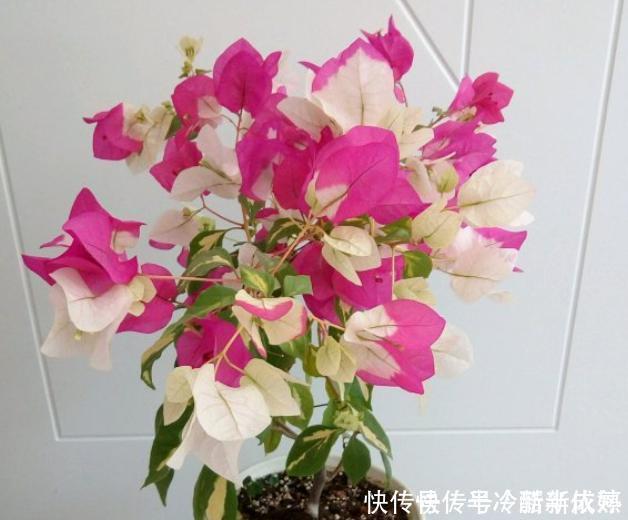 三角梅这些品种最勤花，一年四季开不停，花多得不见叶！