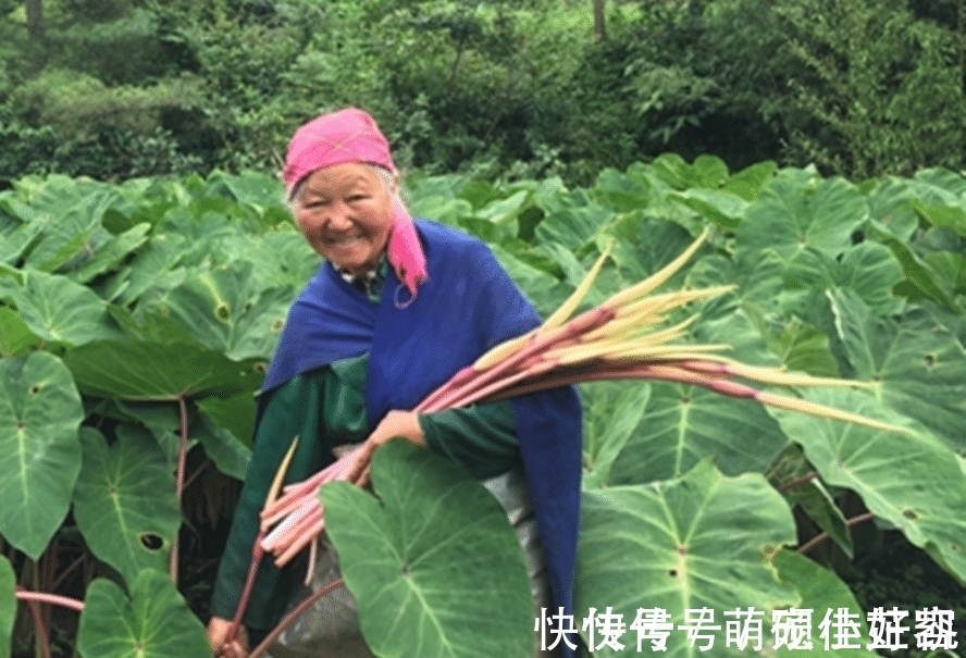 腊肉|这种野菜南方独有，专门吃花，味道有点麻，配腊肉炒是一绝