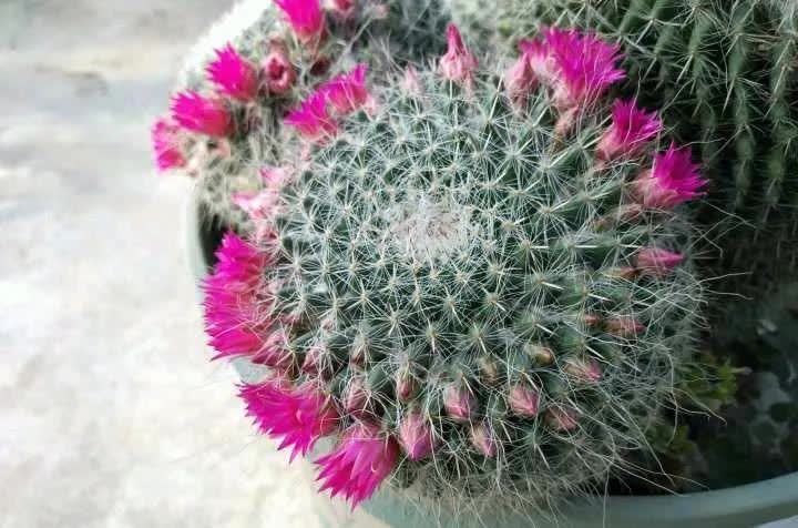 这5种耐旱花,浇水要小心,不烂根不黄叶,养旺很简单