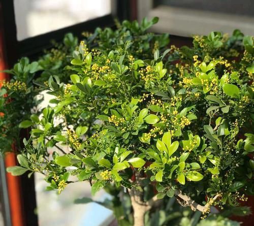  关键|养盆米兰花，土壤硬邦邦！下水洗个澡，浑身“舒坦”，花开不断