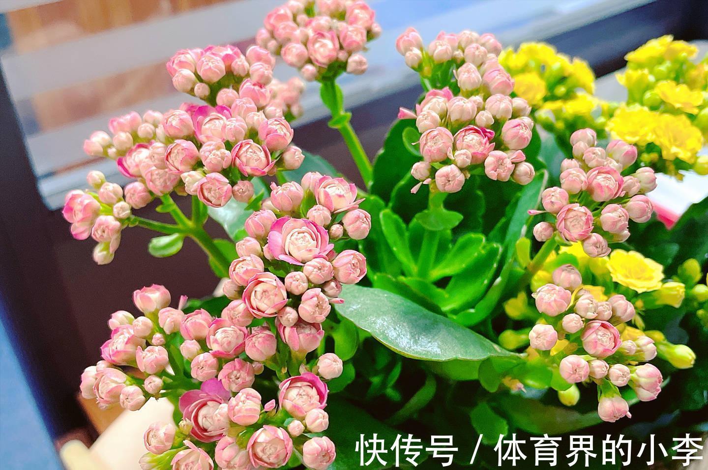 养长寿花,做好3件事,叶片油绿、花苞更多、开成惊艳的大花球