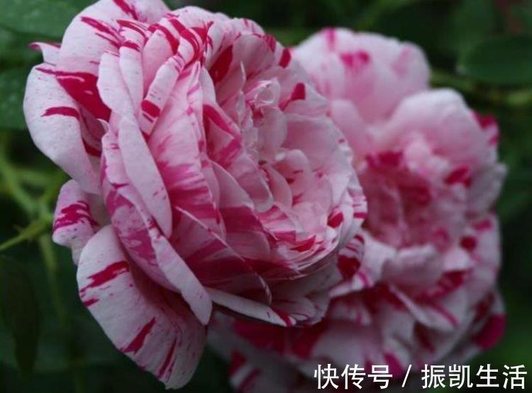 大花期|4种花好养又漂亮，花朵大花期长，年年开花不断，美翻天！