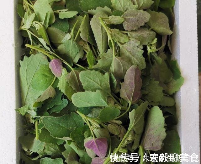 小馋猫|它是菜又是药,路边“补钙库”,钙是鸡肉的7倍,补钙质,长个头