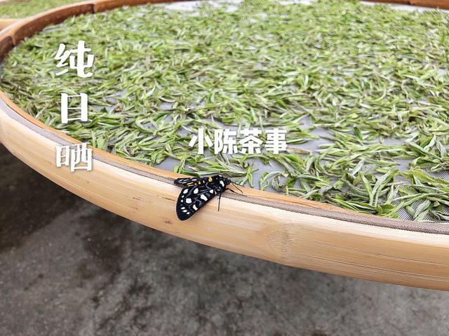 春寿眉$从白茶小白到“略懂”白茶，需要知道哪些基础知识请记牢！