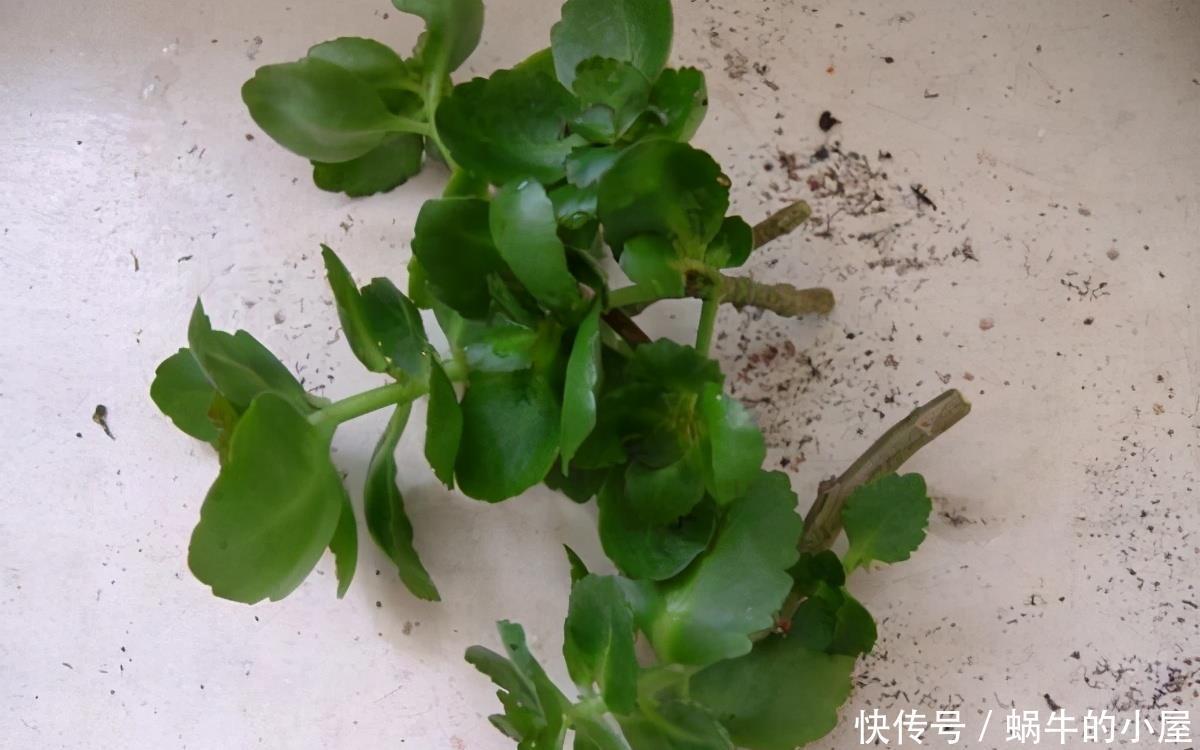 扦插长寿花?掌握4点,插一盆爆一盆,满阳台全是花