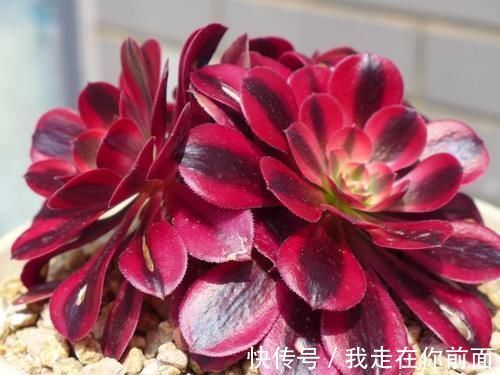 白雪公主|来自“童话里”的6款多肉,满满都是回忆,听名字就很想养上一盆