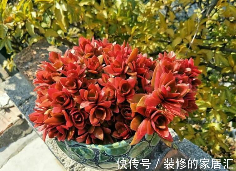 多肉火祭养不红？教你4个小技巧，叶片红似火，越长越迷人