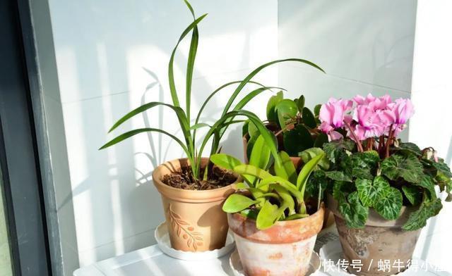 花友来稿|翩翩蝴蝶花还能开180天?看完文章你也可以