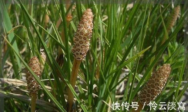 缺德草|你见过能吸黄金的草吗?得到一株就能暴富,却遭到当地人痛恨!