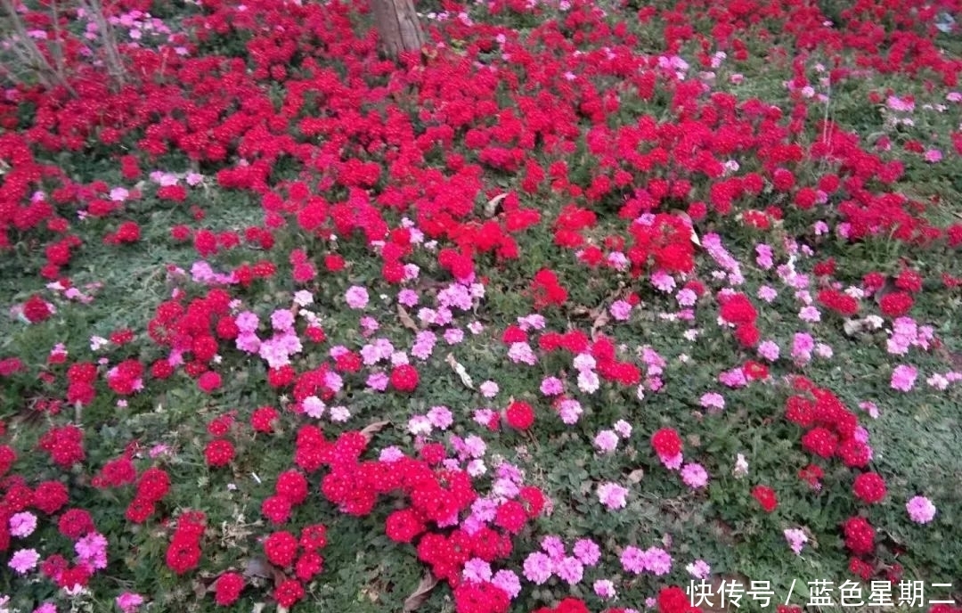 又是一年赏花时，樱花，桃花，遍山红