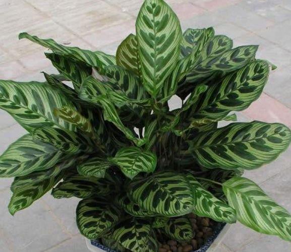 5种花是懒人的最爱,人养花花也养人,空气清香去异味,漂亮好养