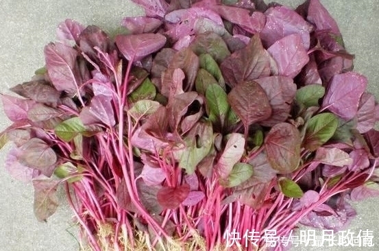 城里人|这种蔬菜被称为“长寿菜”,农村人不多见,城里人肯定没见过