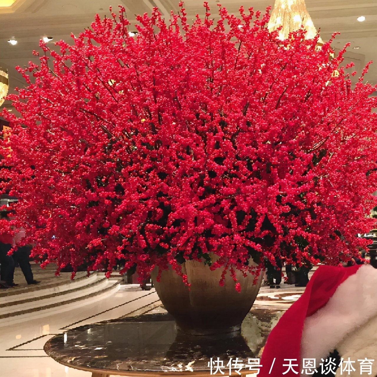 8种“昂贵花”,工薪族“舍不得”买,但是太好看,有钱要买个遍