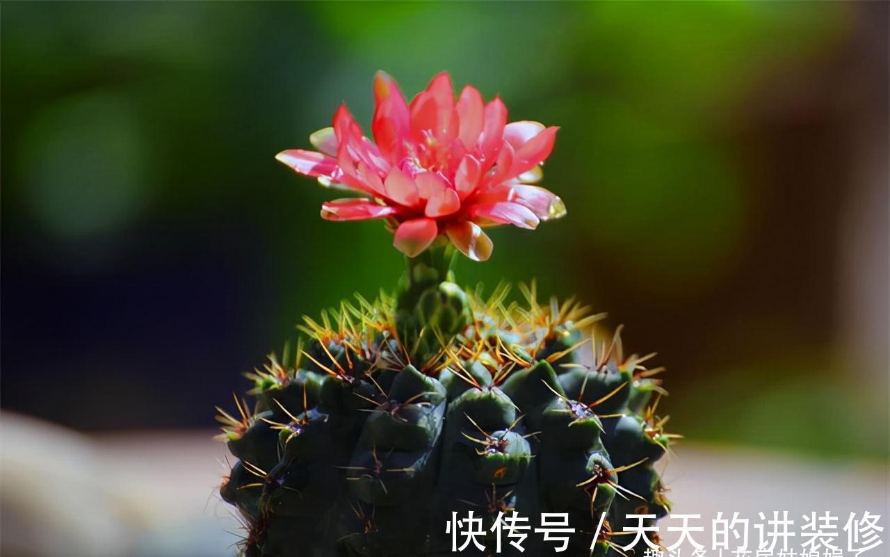 阳台再小，只要把它们养好，晒晒就能开花，打造成漂亮的小花园