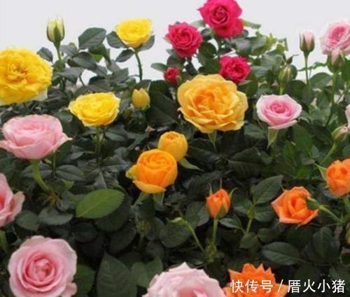 3种花深受花友的喜欢,沾土就能活,开花就爆盆,不易生病好养护