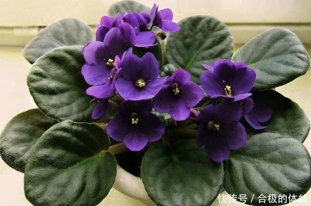 13种最佳的室内盆栽花卉，给一点点光照就可以开花了！