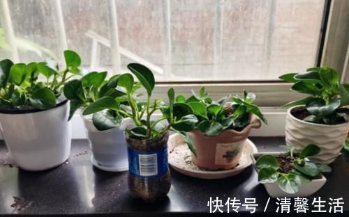 都知道啤酒养花好,然而,没掌握住“浓度配比”却会出大事