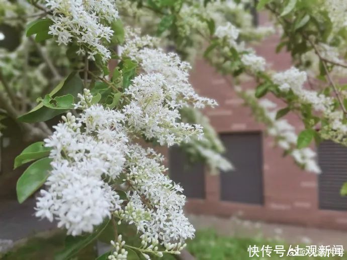 上海理工大学|这些校园里，藏着夏日最美的风景