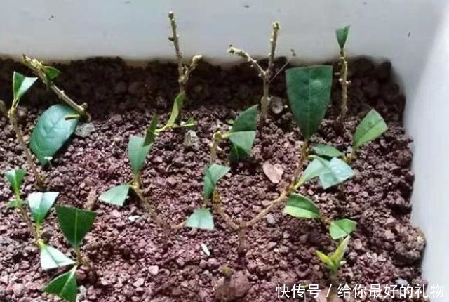扦插|桂花怎样繁殖快?“扦插”最靠谱,教你扦插小技巧