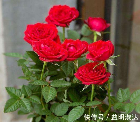 三角梅|4种花很好养，沾土就活，随便养养一样开花一簇簇
