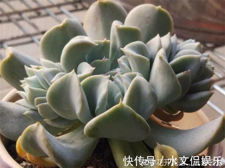 秋天买多肉，认准这点，长得胖嘟嘟窜出一圈小芽！