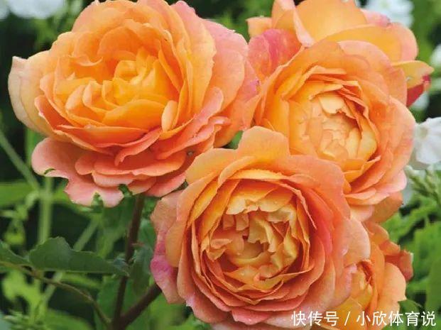 这种花品种多,花型好,养了你就爱上了!