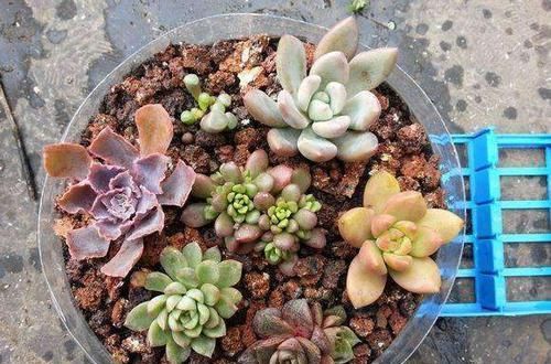  不烂|捡点垃圾放花盆，花儿舒舒服服，十年不烂根，花开枝繁叶茂