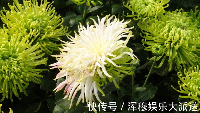 喜欢菊花,就养“珍奇名菊”绿安娜,绿色花朵上开白花,惊艳!