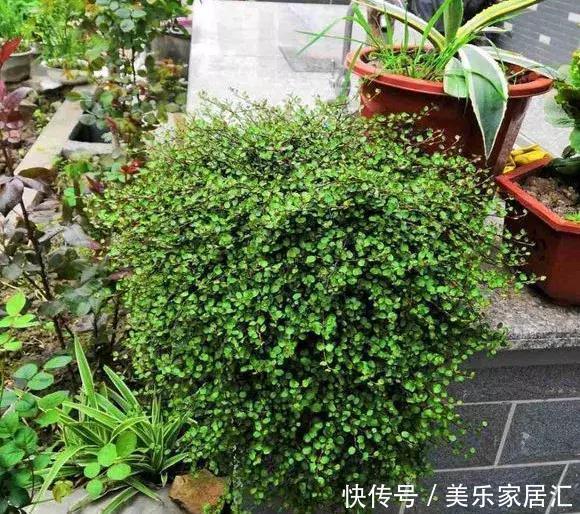 银边吊兰|13种常见吊兰,个个美成仙,快看看你家有几种?