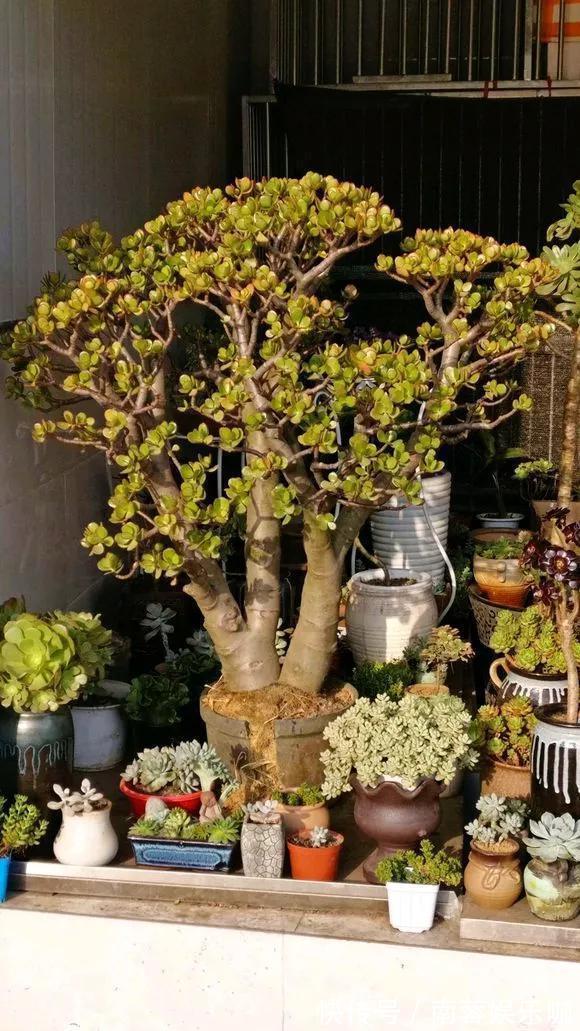 对花有一种特殊的情怀,能养几十年的花,养1盆当传家宝!