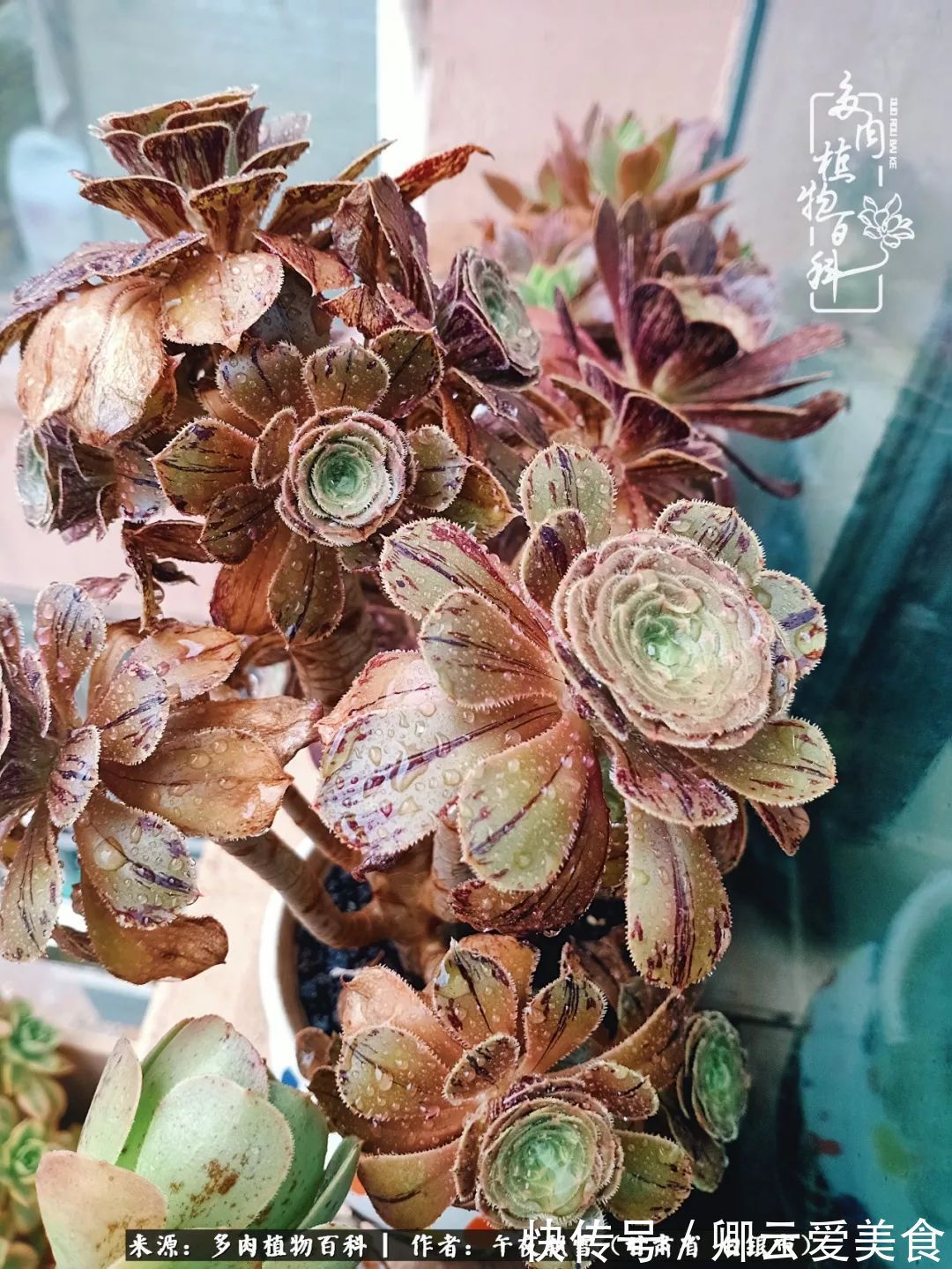 久在晴冬等雪来——北方阳台党的多肉成长历程!