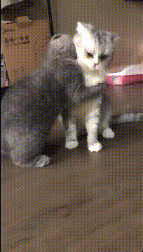 |搞笑GIF趣图女朋友生气了,我要好好哄一下她!