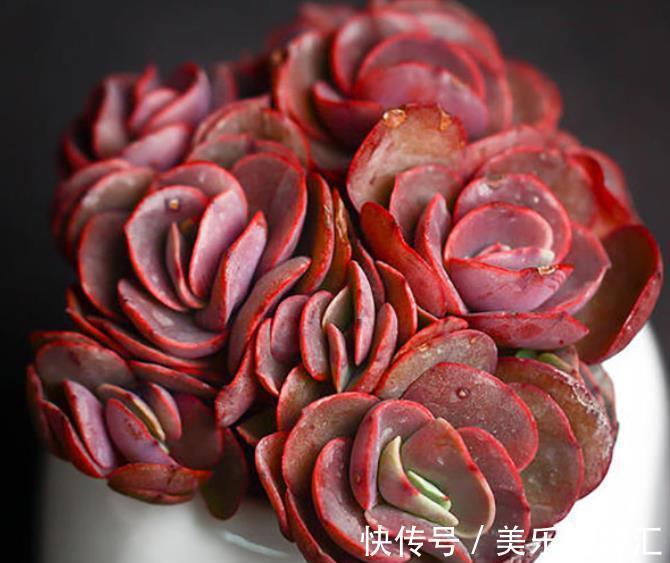 想要多肉秀妍长成悬崖桩?3个细节不容忽略,不然徒长又褪色