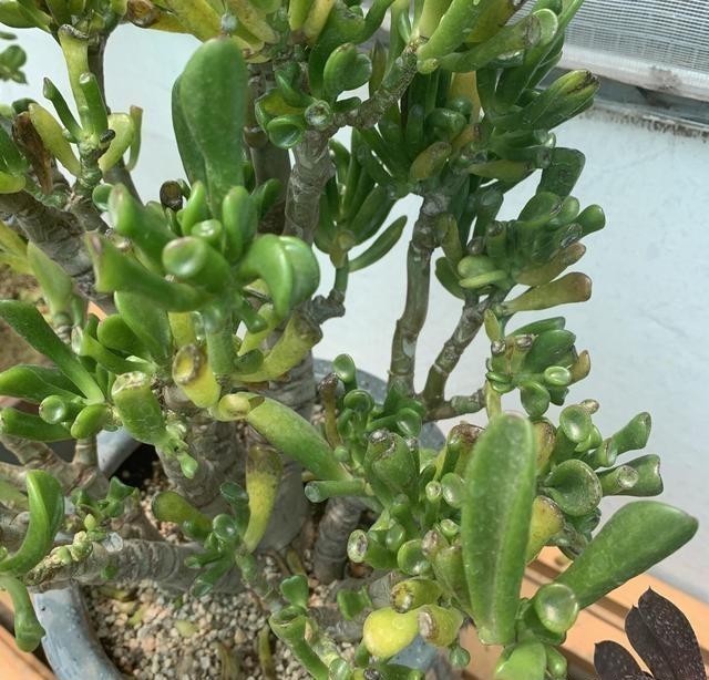 椰壳|这花叫马蹄掌，也叫吸财树，寓意“招财进宝”，比多肉还好养