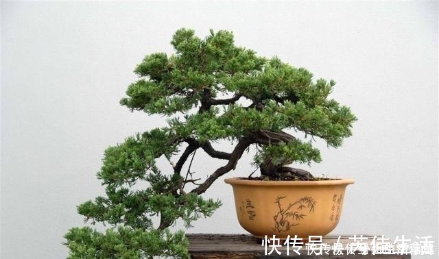 客厅|这“3种树”有钱人最爱养，比花还好看，客厅摆几盆，福气滚滚来！