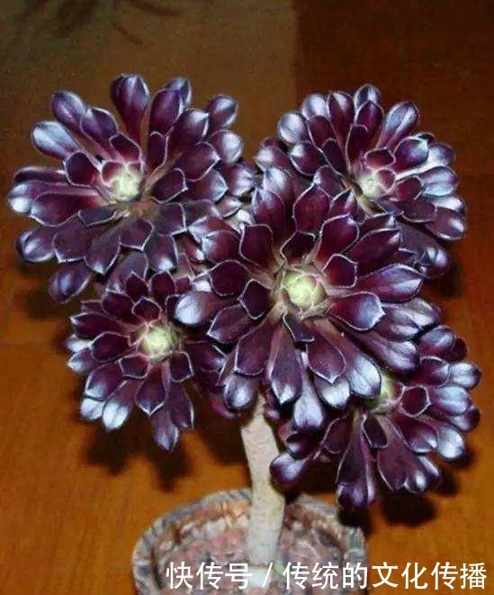 此花能当“传家宝”,一样就是几十年,老桩粗、叶子密!