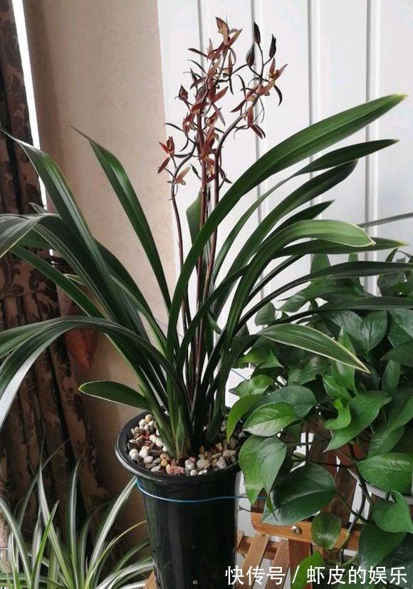冬天养墨兰5个“小方法”,花箭窜到一米高,春节开成“报岁兰”