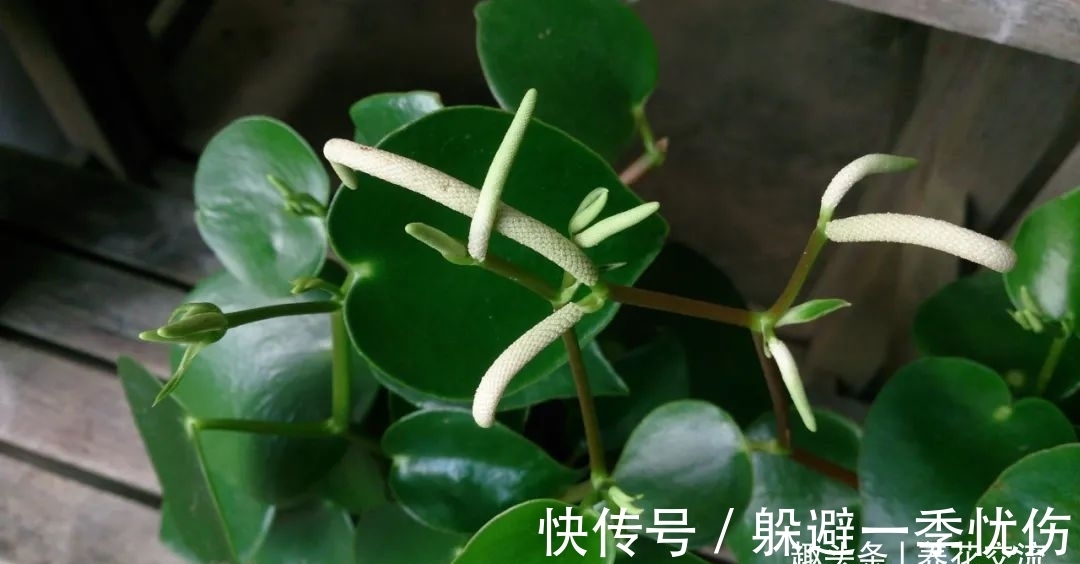 圆润小巧的铜钱草、镜面草和荷叶椒草，三种迷你植物哪种适合你？