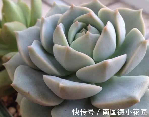 万万想不到此个,多肉竟然占,人气排行榜第一